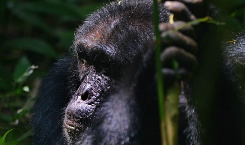 Bwindi Gorilla Trekking: A Journey into Uganda’s Wild Heart