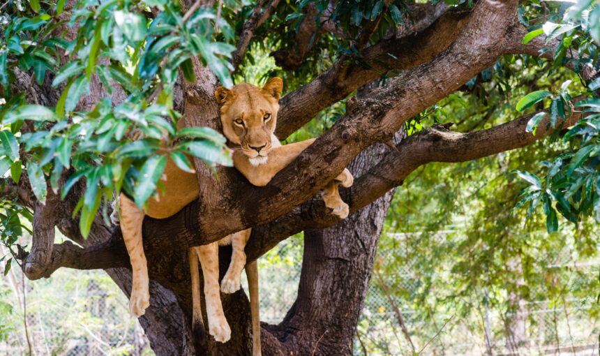 Tree Climbing Lions In Kidepo