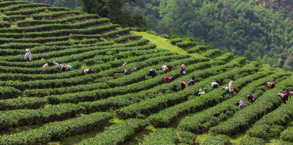 The layered tea garden along the shoulder of the valley surround