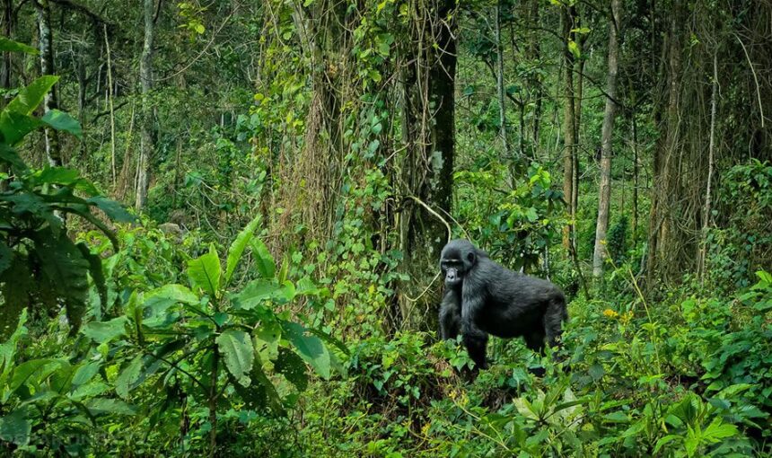Bwindi Gorilla Trekking: A Journey into Uganda’s Wild Heart