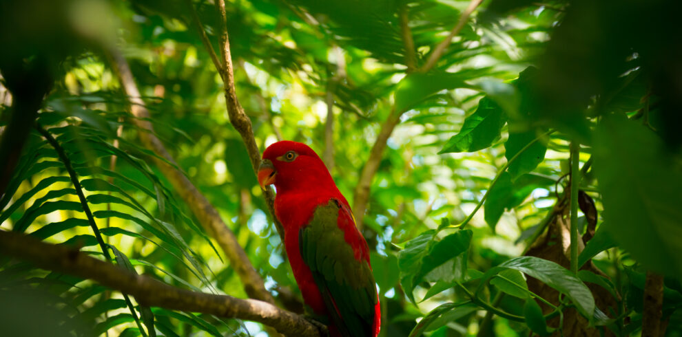 Exotic parrot in jungle